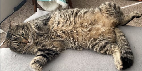 MS-THUMPER - Domestic Medium Hair for adoption in Gresham
