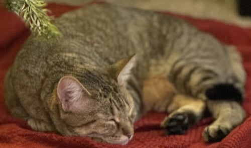 BROOKS - Domestic Short Hair available for adoption