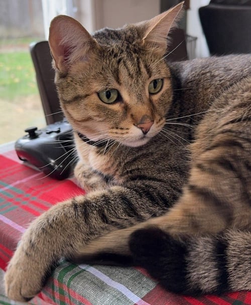 BROOKS - Domestic Short Hair available for adoption
