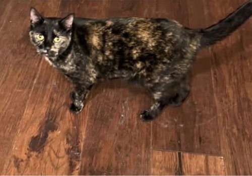 BH - RAVEN - Domestic Short Hair available for adoption