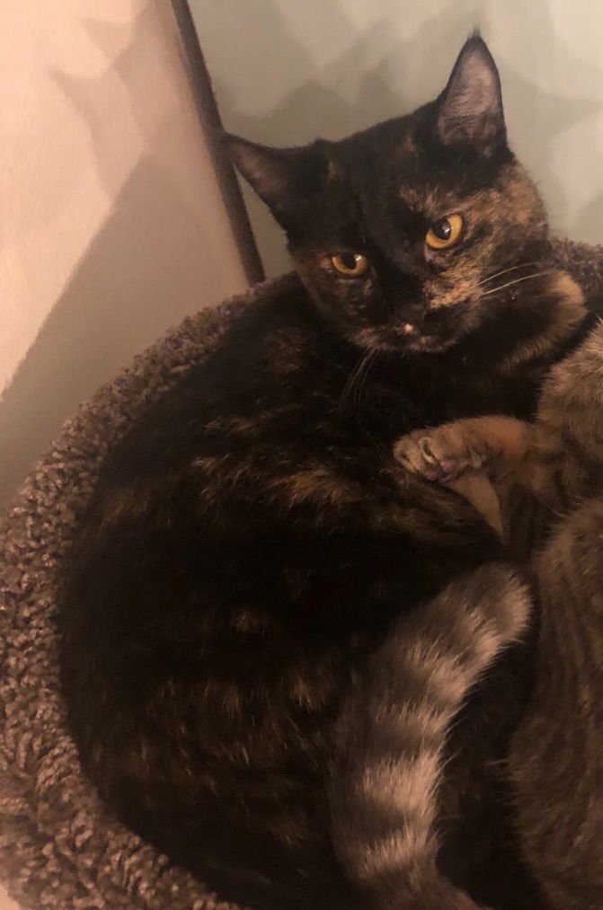 BH - RAVEN - Domestic Short Hair available for adoption