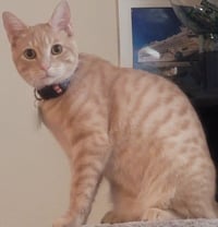 Nacho - Photo 3