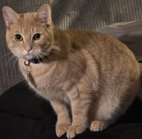 NACHO - Domestic Short Hair for adoption in Vancouver