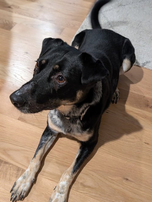 MJ AKA MARY JANE - Australian Cattle Dog/Blue Heeler available for adoption