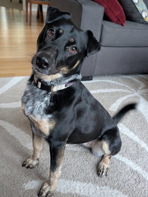 MJ AKA MARY JANE - Australian Cattle Dog/Blue Heeler available for adoption