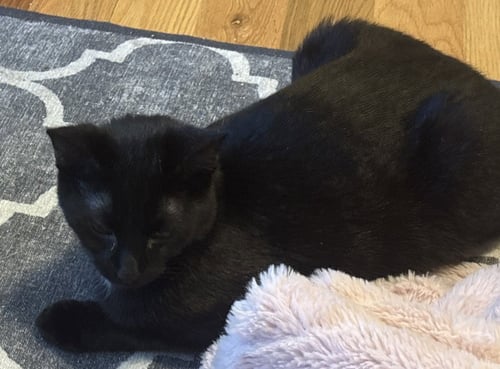 RH - GEORGE - Domestic Short Hair available for adoption