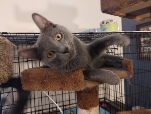 COSMO - Russian Blue / Domestic Short Hair available for adoption