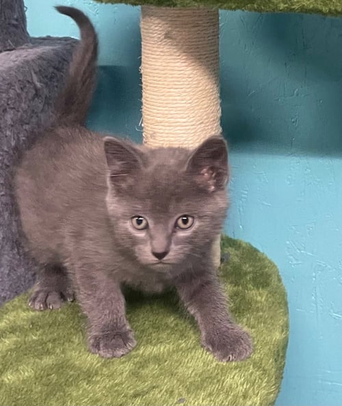 COSMO - Russian Blue / Domestic Short Hair available for adoption