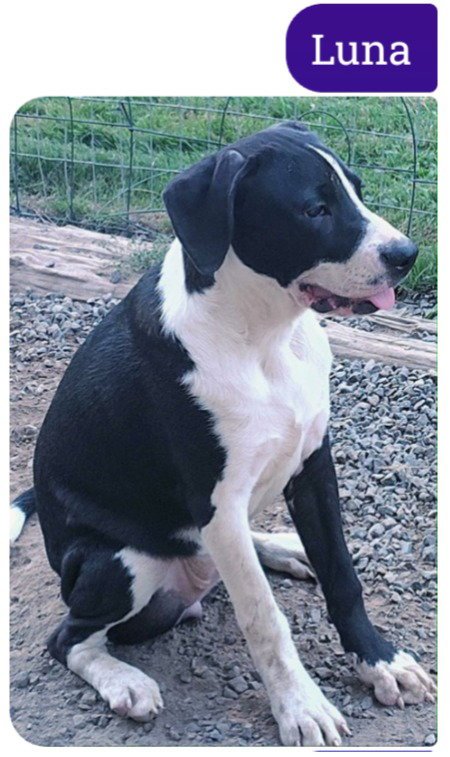 LUNA C - Boxer / Staffordshire Bull Terrier for adoption in Vancouver