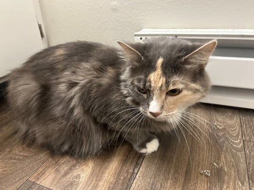CM - LUNA - Domestic Short Hair available for adoption