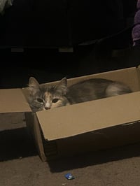 CM - Luna - Photo 2