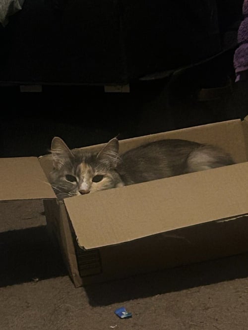 CM - LUNA - Domestic Short Hair available for adoption