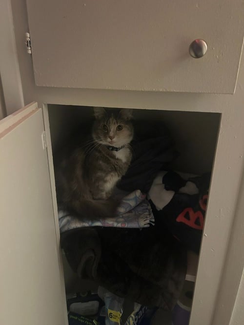 CM - LUNA - Domestic Short Hair available for adoption