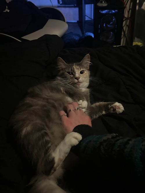 CM - LUNA - Domestic Short Hair available for adoption