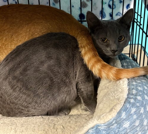 STORM - Russian Blue / Domestic Short Hair available for adoption