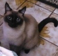 Isabella - Photo 3