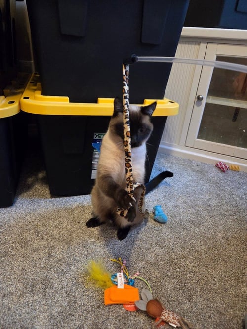 ISABELLA - Siamese available for adoption