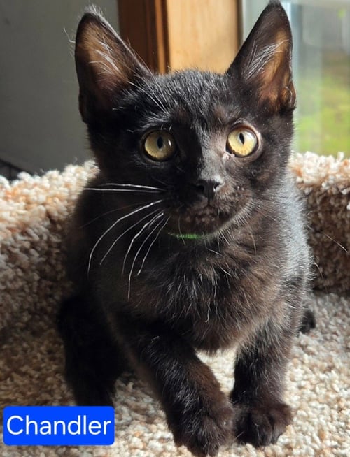 CHANDLER - Domestic Short Hair available for adoption