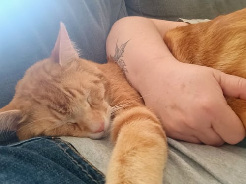JJ - OZ - Domestic Short Hair for adoption in Vancouver