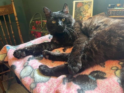 AMBROSE - Domestic Medium Hair available for adoption