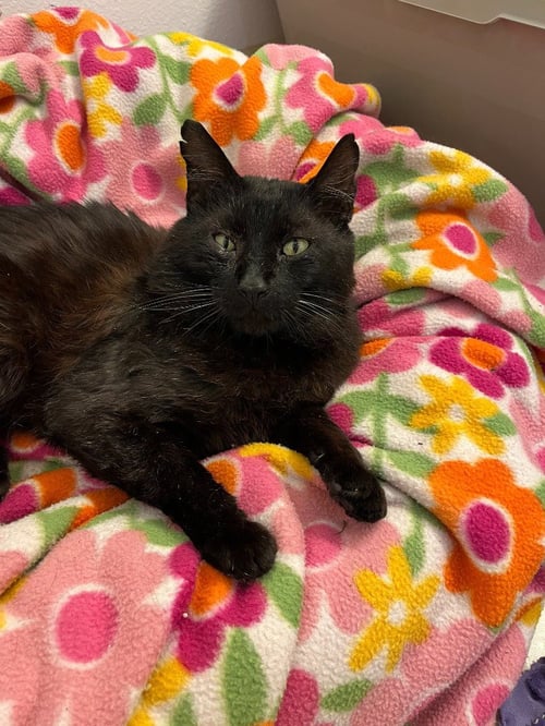 AMBROSE - Domestic Medium Hair available for adoption