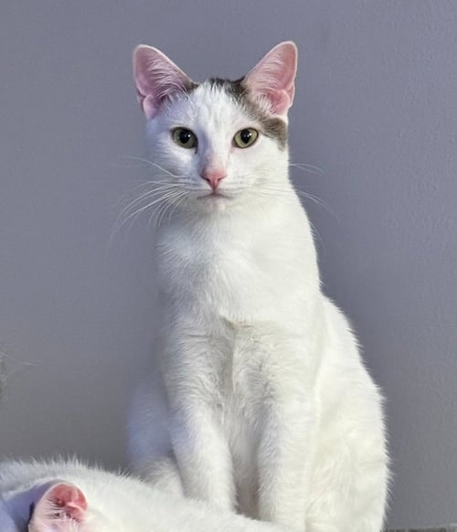NM - BUTCH - Domestic Short Hair available for adoption