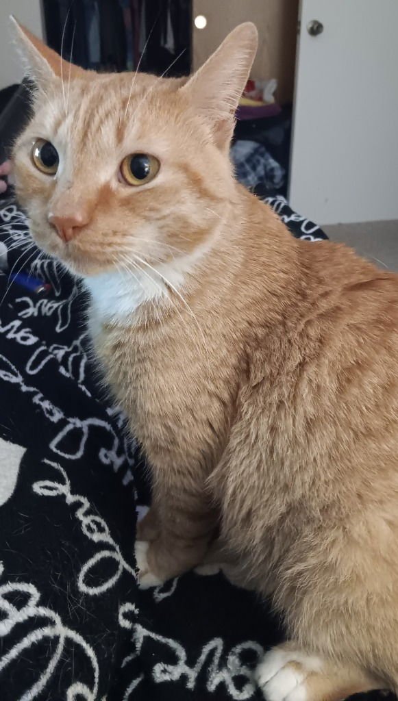 RUSTY - Domestic Short Hair available for adoption