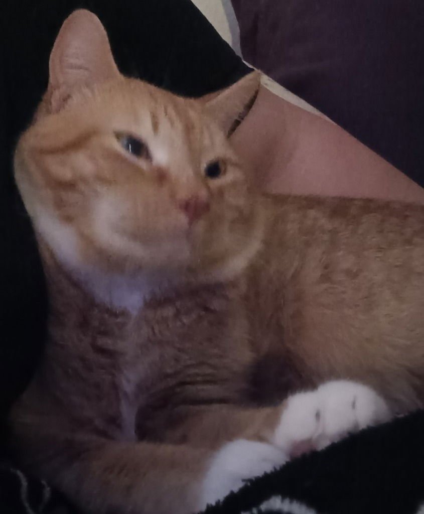 RUSTY - Domestic Short Hair available for adoption