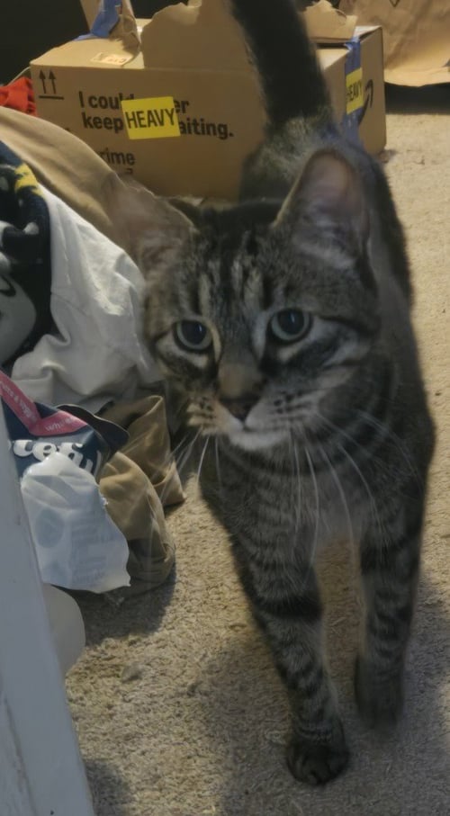 AB - BRAD - Domestic Short Hair available for adoption