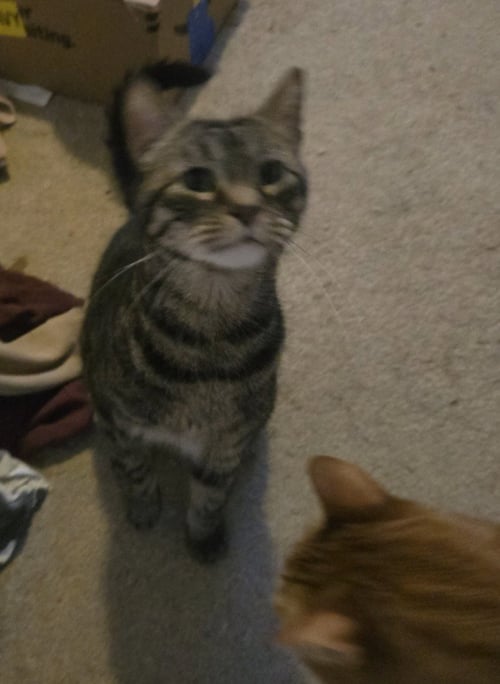 AB - BRAD - Domestic Short Hair available for adoption