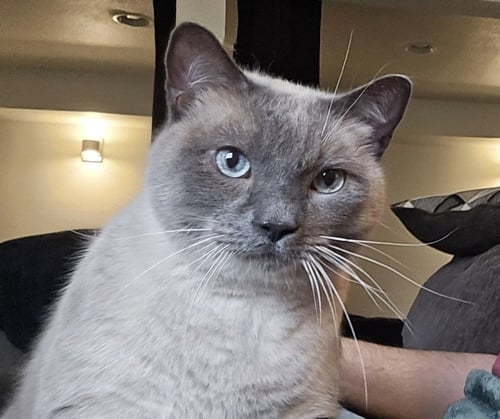 BRADY - Siamese / Siamese available for adoption