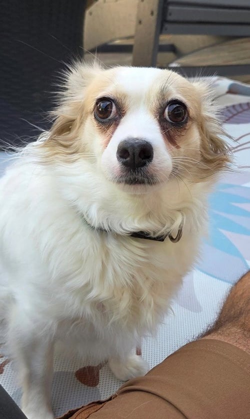 SADIE ANN - Pomeranian / Chihuahua for adoption in Beaverton