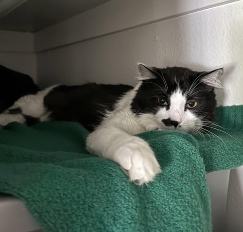 JC - LOUIE - Domestic Medium Hair available for adoption