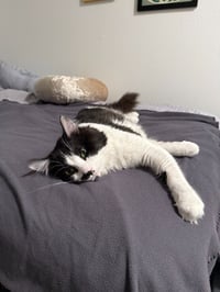 JC - Louie - Photo 3