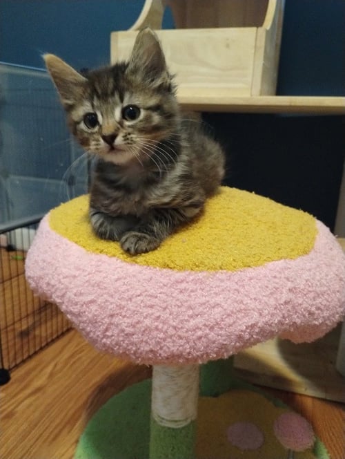 GREMLIN (BLUE) - Domestic Medium Hair available for adoption