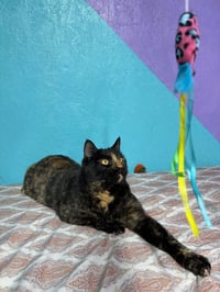 August (pka Tori) - Photo 2