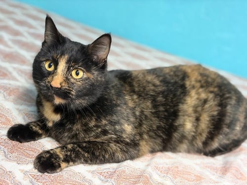AUGUST (PKA TORI) - Domestic Short Hair available for adoption