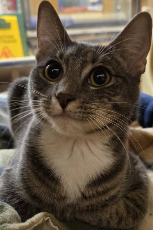 CLAIRE - Domestic Short Hair available for adoption