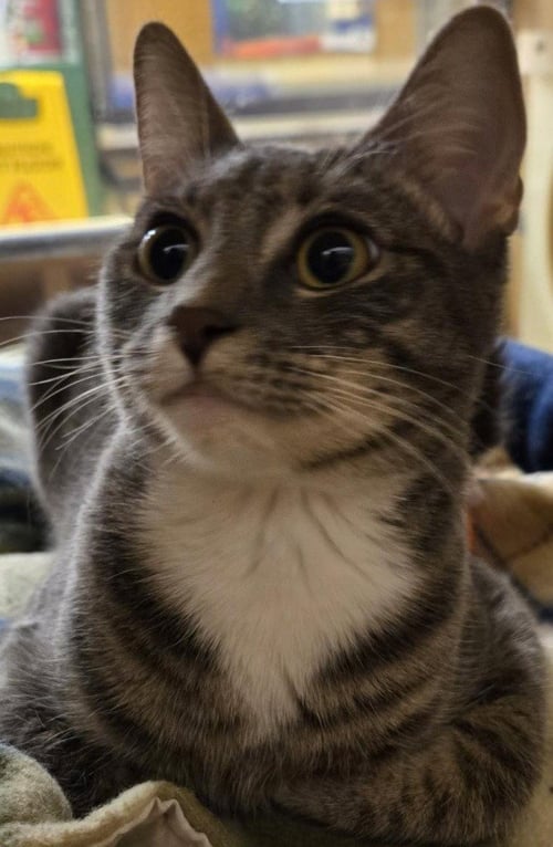 CLAIRE - Domestic Short Hair available for adoption