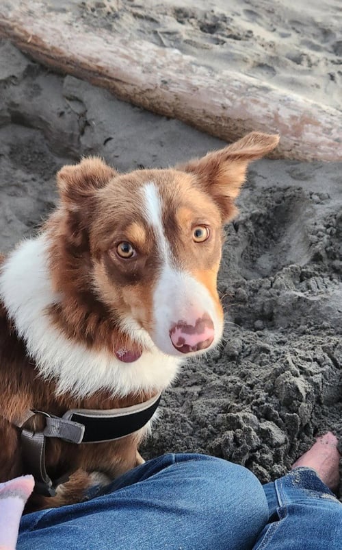 CHAMP - Border Collie available for adoption