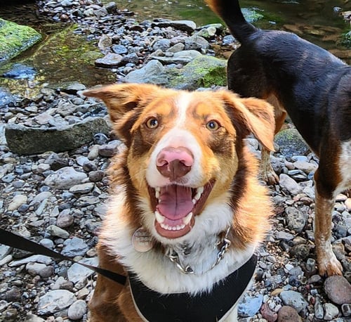 CHAMP - Border Collie available for adoption
