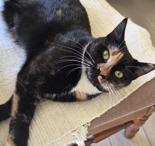 LELLA - Domestic Short Hair available for adoption