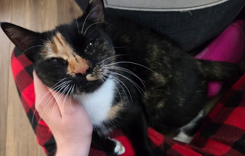 LELLA - Domestic Short Hair available for adoption