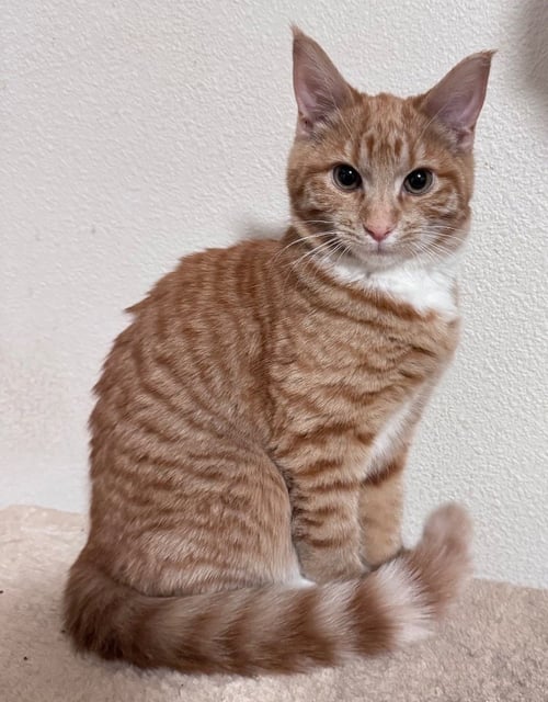 GARBANZO - Domestic Short Hair for adoption in Gresham