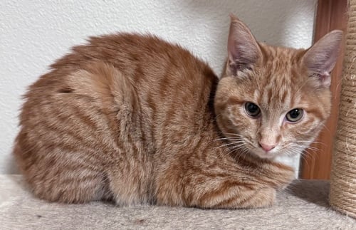 GARBANZO - Domestic Short Hair available for adoption