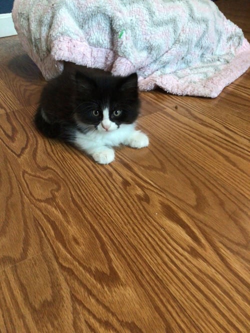 GIOVANNI - Domestic Medium Hair for adoption in Vancouver