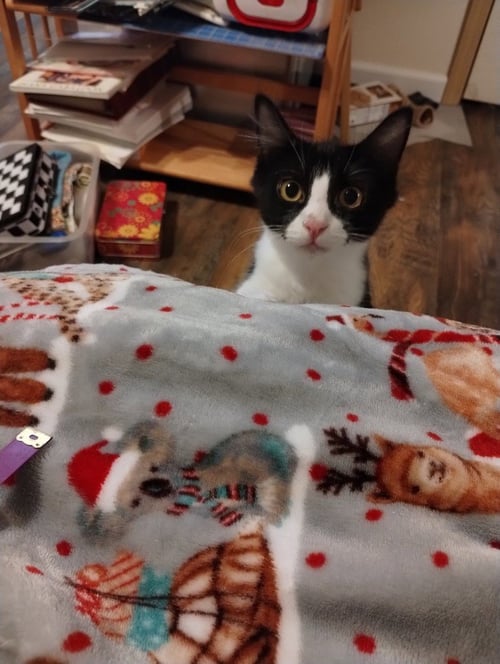 GIOVANNI - Domestic Medium Hair for adoption in Vancouver