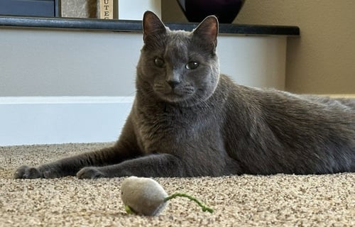JM - BARNEY - Domestic Short Hair available for adoption