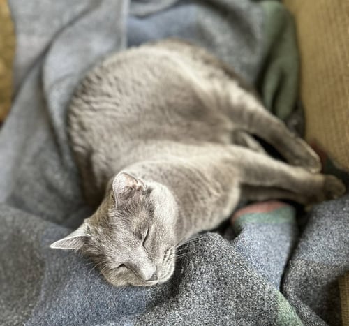 JM - BARNEY - Domestic Short Hair available for adoption
