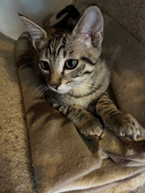VPM-TABASCO - Domestic Short Hair available for adoption